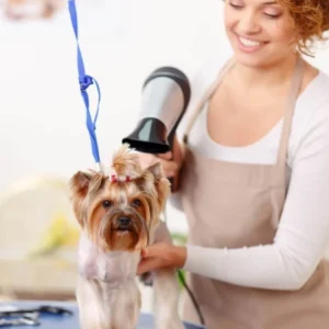Grooming - IStock495016656 - Gulf Hills Pet Care